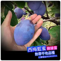 在飛比找蝦皮購物優惠-3代大果西梅藍蜜《嫁接苗-盆栽》紅肉李、恐龍蛋、蜂糖李、西瓜