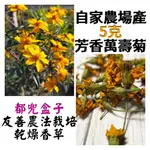 《都兜盒子》自家農場-乾燥芳香萬壽菊/芳香萬壽菊花/無農藥栽培/乾燥花草