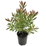 140mm Leucadendron Red Gem - Leucadendron hybrid