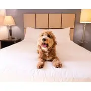 Sonesta Simply Suites Arlington