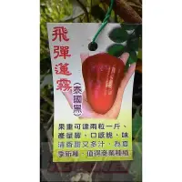 在飛比找蝦皮購物優惠-【花田厝】水果苗_飛彈蓮霧_  4.5吋盆 高40-60cm