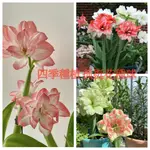 🌺【孤挺花種球】朱頂紅種球 新球荷蘭孤挺花種球精選大球莖 多年生開花球南非重瓣朱頂紅花期長好養護庭院陽台種植當年開花