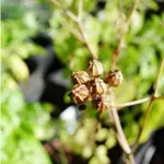 有息 芫荽籽 CORIANDER SEED 香氣收藏家 精油 植物油 純露 現貨