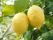 Meyer Lemon Tree - Citrus limon