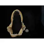 【BONEHOLIC頭骨標本-雙髻鯊】鯊魚牙 鯊魚嘴 槌頭鯊 ㄚ髻鮫