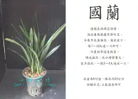 在飛比找Yahoo!奇摩拍賣優惠-心栽花坊-國蘭/6吋盆/報歲蘭//蘭花/拖鞋蘭/蝴蝶蘭/原生