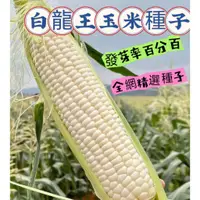 在飛比找蝦皮購物優惠-🍁💥🔥今年新品 高質量 白龍王玉米種子 白玉米種子 玉米種子