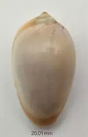 Marginellidae Prunum Amygdalum - 20.01 mm - Mauritania