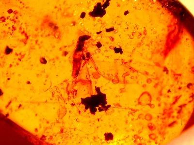 Super RARE Winged Termite Caught in Webbing in Burmese Amber Fossil Dinosaur Age