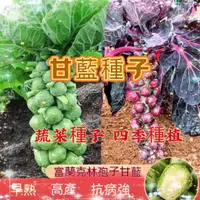 在飛比找蝦皮購物優惠-【買多送多】孢子甘藍種子 甘藍種子 四季蔬菜抱子甘藍小頭菜小