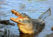 AMERICAN ALLIGATOR - postcard 3D Lenticular Postcard Greeting Card