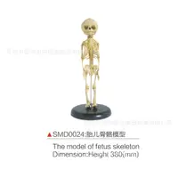 在飛比找蝦皮購物優惠-SMD0024胎兒骨骼模型