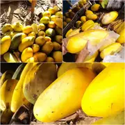 Cucumber - Giant Russian seeds