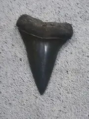 Isurus Hastalis juvenile fossilised Mako shark tooth