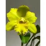 嘉德麗雅蘭7/8 一物一拍3吋 檸檬蛋糕 香味蘭花 CATTLEYA