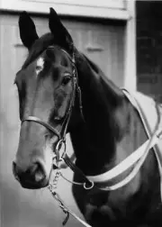 1930s Champion Race Horse Golden Miller 5 Horse Racing Old Photo