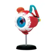 Eyeball Model Teaching Instrument Medical Science Teaching Resources Eyelid
