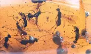Large swarm of Hymenoptera (Wasps), Fossil Inclusion in Burmese Amber