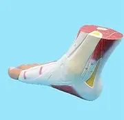 CHROX PVC Anatomy Model, Ankle Muscle Band Model, 1:1 Life Sizelife Size Foot Muscle Model for Medical Teaching Modeling Display