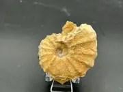 Orange 2.25” Texas Fossil Woodbine Ammonite Conlinoceras Tarrantense,orig Shell