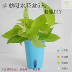 【GARDENERS】自動吸水花盆5入套組DIY(水耕盆/花盆/黃金葛)