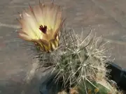 Austrocactus nobilis SAR 8452 - 10 seeds, seeds - VERY RARE!
