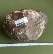 RSR- 1220 grams Gold Basin meteorite (class L4) Arizona 1995