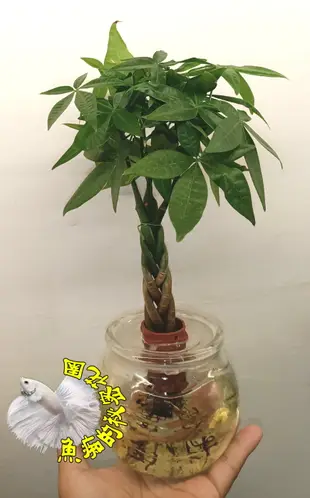 編織發財樹玻璃瓶水耕植物盆栽 [編織造型馬拉巴栗 美國花生 發財樹] 室內室外皆可