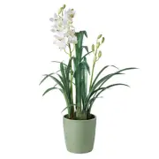 Rogue - Cymbidium in Green Pot 45x45x83cm