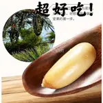 【超大份量】東北松子連罐500G原味開口堅果零食仁/散裝野生熟大顆粒幹果 休閒零食 台灣出貨