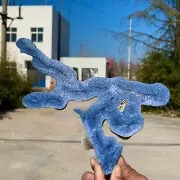 260G Natural blue coral reef group marine mineral crystal specimens