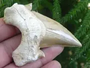 XXL Otodus obliquus sharks tooth