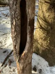 Snag, Dead Tree with Natural Holes