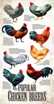 SunsOut Popular Chicken Breeds 500 Piece Jigsaw Puzzle By Rosemary Millette