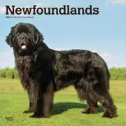 2025 Newfoundlands Wall Calendar