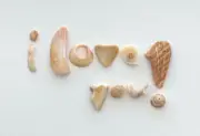 Natural Letter Shaped I LOVE YOU! beach shells craft art seashell word sign❤️USA