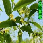 土沉香花茶 沉香花茶 幹花泡水 茶泡茶 沉香葉茶 原生態土沉香花