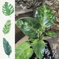 在飛比找蝦皮購物優惠-「蕨醒之路」迷彩粗肋草 Aglaonema pictum t