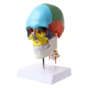 Human Anatomy Skeleton Anatomical Model with Colored Cervical Vertebra Scu