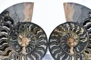Large Black Ammonite Split PAIR Deep Crystals XXLARGE 7.5" Fossil 185mm 2962er