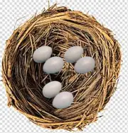 10 x Plastic Brood Eggs Small Poultry Laying Chicken Quail Layer Nest Coop