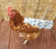 Double-sided, Revesable Chicken saddle witH TAIL GUARD.
