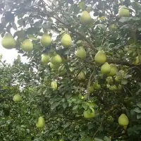 在飛比找蝦皮購物優惠-🍐🍐🍐鶴岡40年老欉文旦🍐🍐🍐