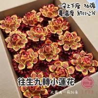 在飛比找PChome24h購物優惠-【上芳香業】往生小蓮花 九轉 蓮花 一箱36朵 法會 頭七 