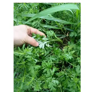💕花大媽艾草種子💕 青蒿 艾葉香草驅蟲艾草 藥用食用艾草種子四季易活