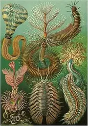 Nature Biology Millipede Ernst Haeckel Germany Picture Wall Art Print