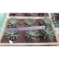 在飛比找蝦皮購物優惠-多肉植物  十二之卷 Haworthia Zebra (百合