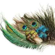 Peacock Feather Set Sword Tail Herl Quills Feather Nymphs Wet Fly Tying Material