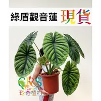 在飛比找蝦皮購物優惠-綠盾 觀音蓮 Alocasia clypeolata 觀葉 