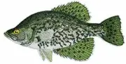 Crappie fish Embroidered Iron On/Sew patch [6" x 5"]